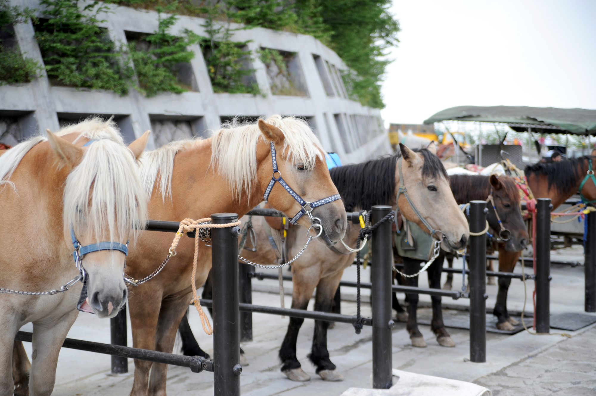 fuji_subaru_line_1day_20
